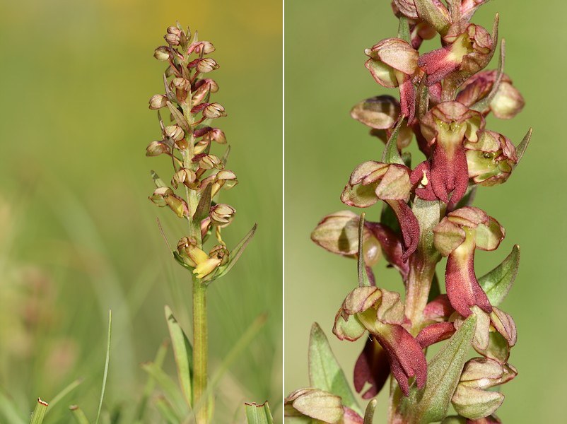 Dactylorhiza viridis( Orchis grenouille ) Coevir1