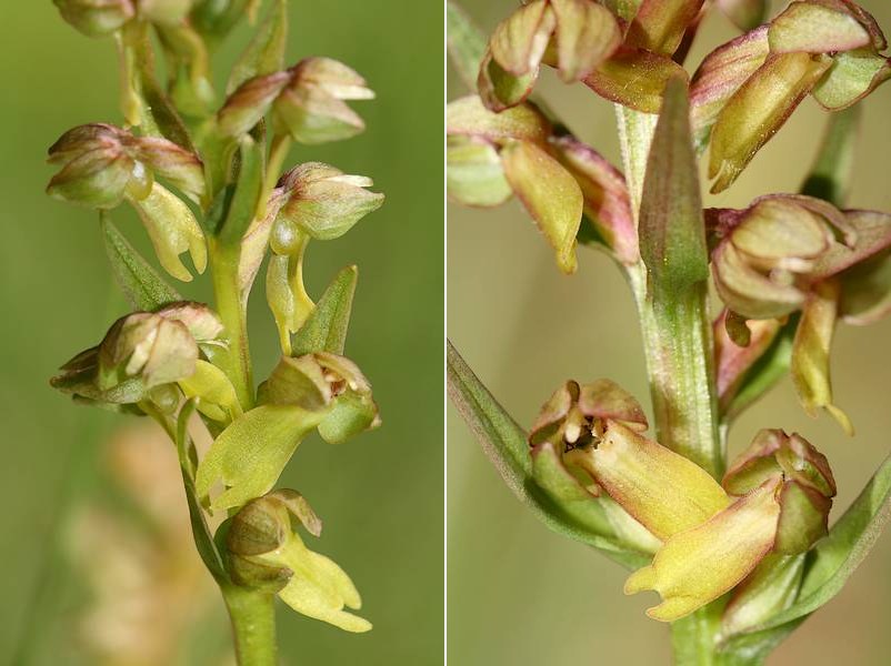 Dactylorhiza viridis( Orchis grenouille ) Coevir3