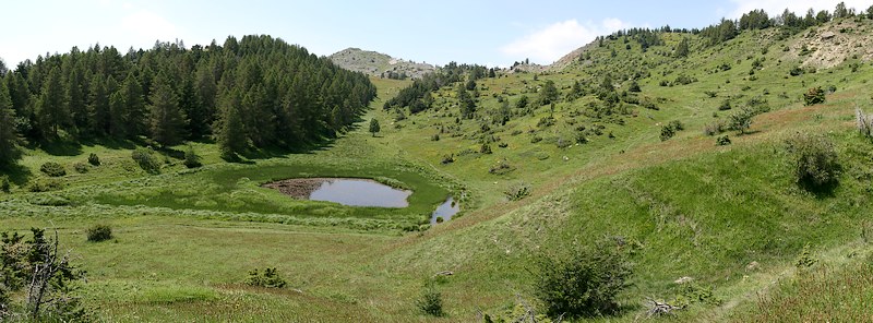 Dactylorhiza angustata ( Orchis du Dauphiné ) Pano