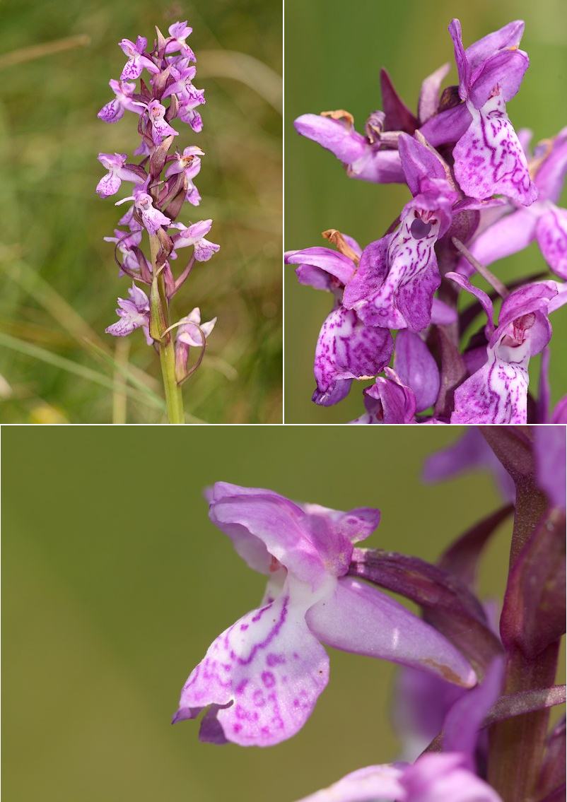 Dactylorhiza angustata ( Orchis du Dauphiné ) Dacang