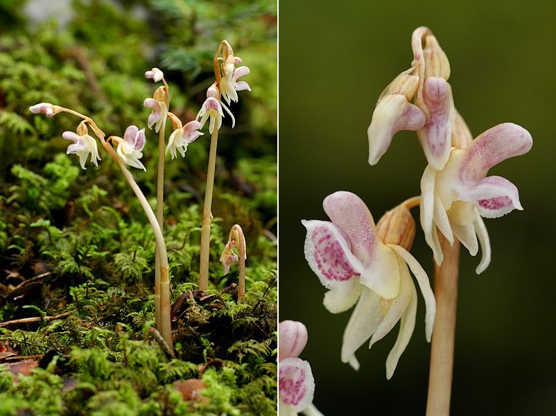 epipogon Epipog1