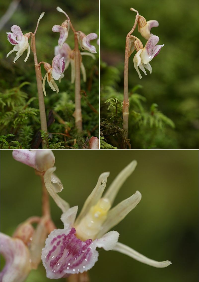 epipogon Epipog2