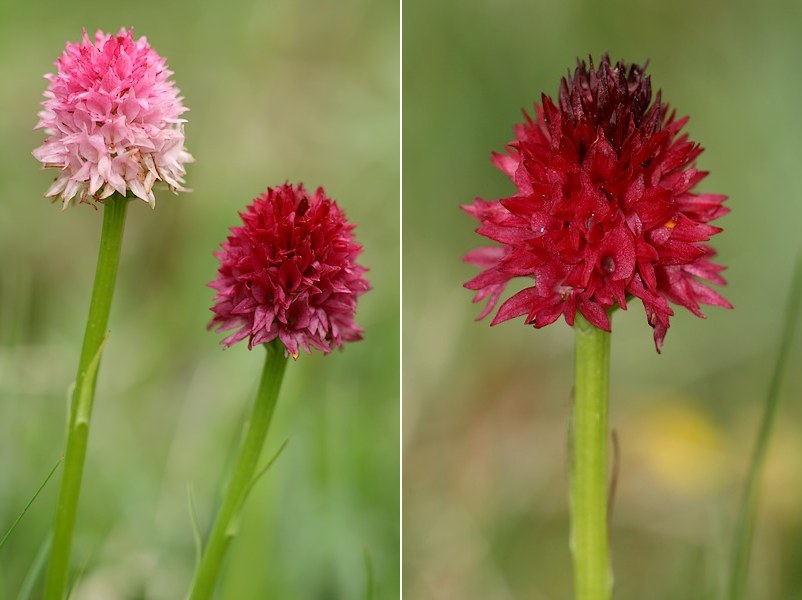 Gymnadenia ( Nigritella ) corneliana ( N.de Cornelia ) Gymcorbou