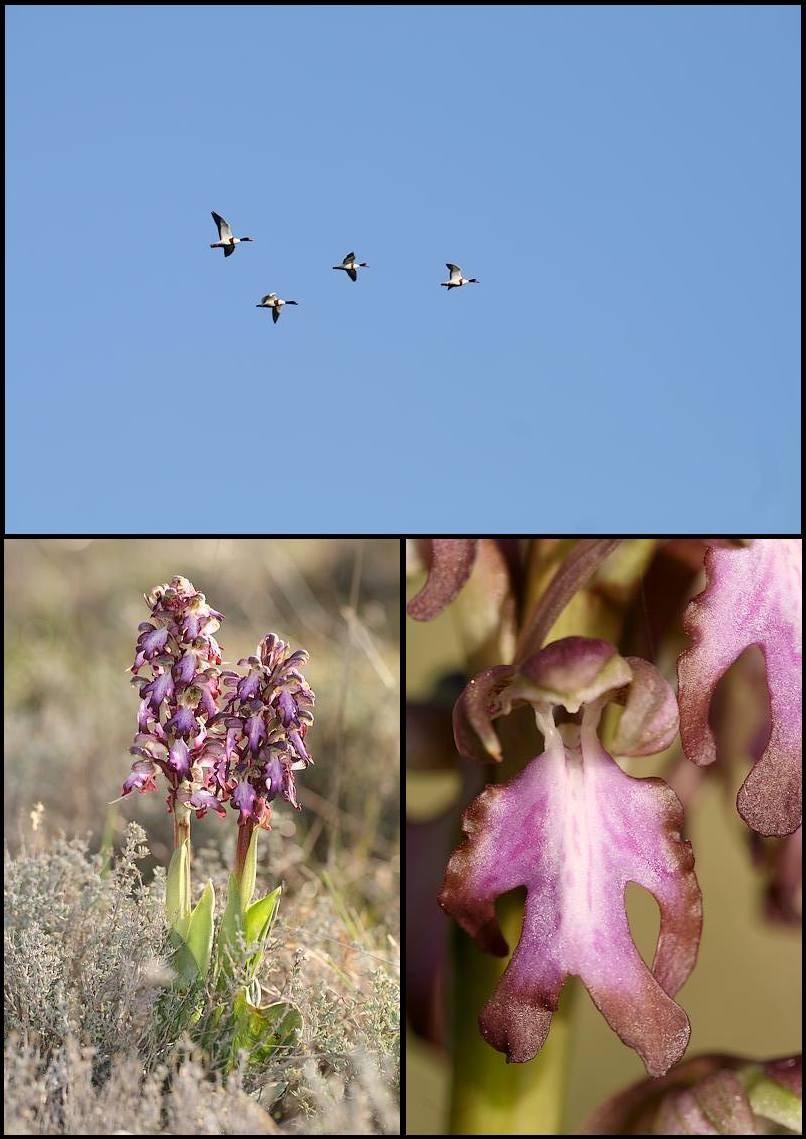 Himantoglossum robertianum (Barlia, Orchis géant ) Pata1