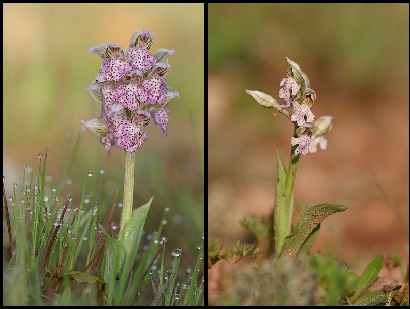 Neotinea lactea ( Orchis couleur de lait ) Neolac1
