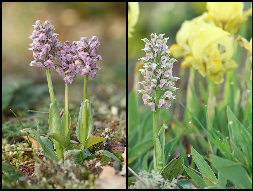 Neotinea lactea ( Orchis couleur de lait ) Neolac3