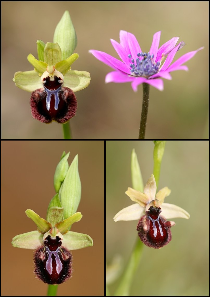 Ophrys incubacea ( Ophrys noir ) Incubacea2