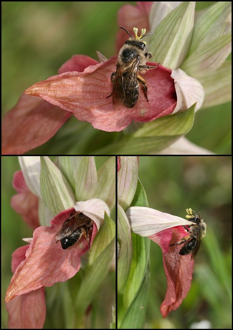 Serapias neglecta ( Sérapias méconnu ) Insecte