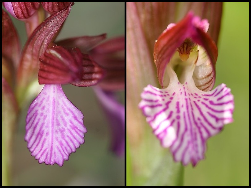 Anacamptis papilionacea (Orchis papillon ) Papillonacea1