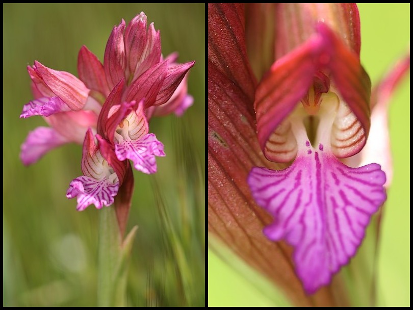 Anacamptis papilionacea (Orchis papillon ) Papillonacea2
