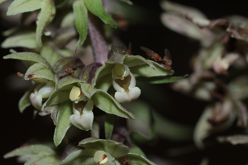 Epipactis purpurata ( Epipactis violacé ) Epipur_8955