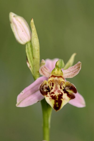 Apifera et ses variétés IMG_9703