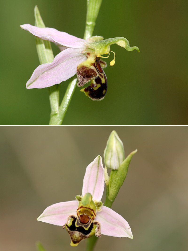 Apifera et ses variétés Apifera