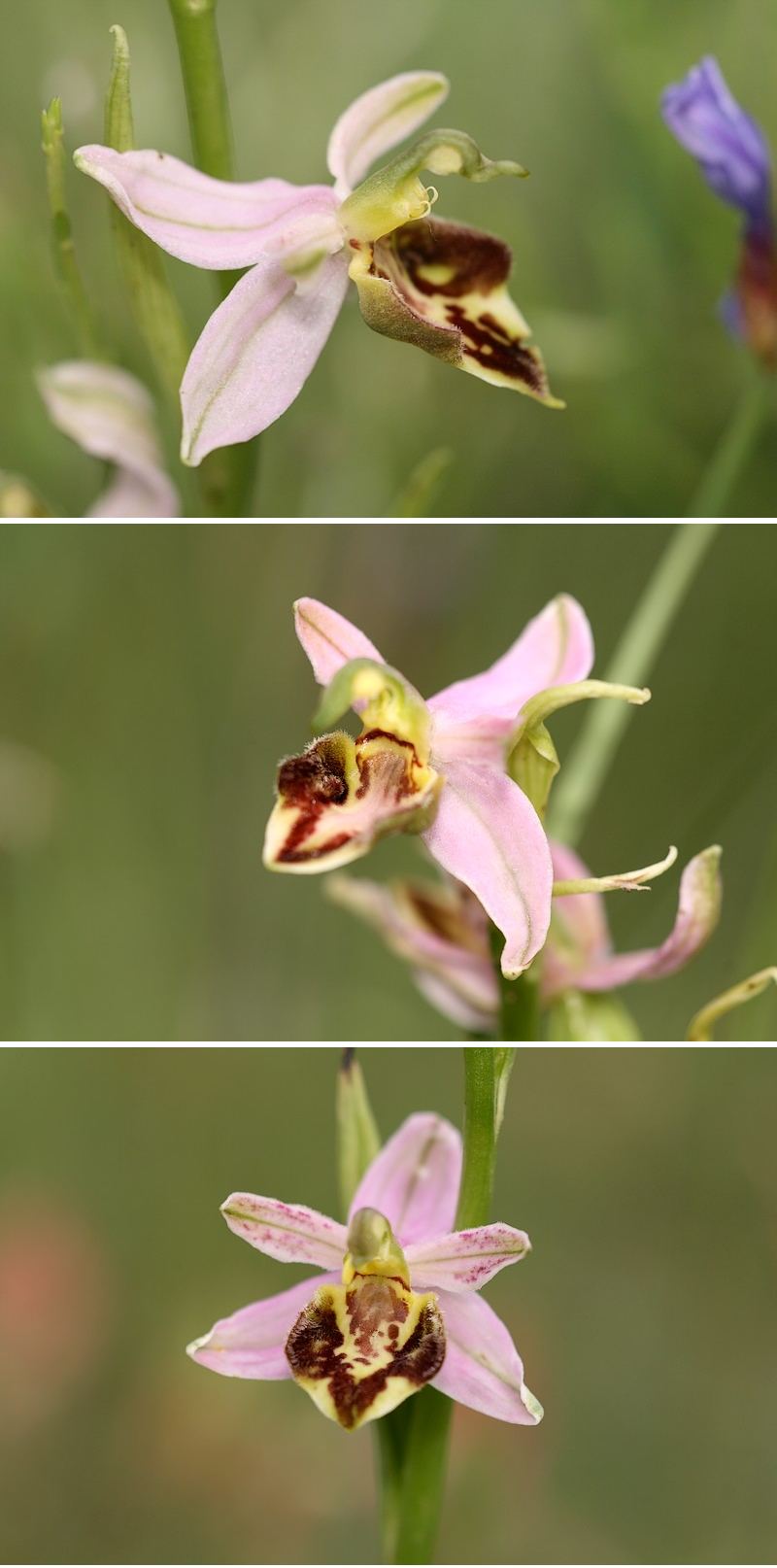 Apifera et ses variétés Curviflora
