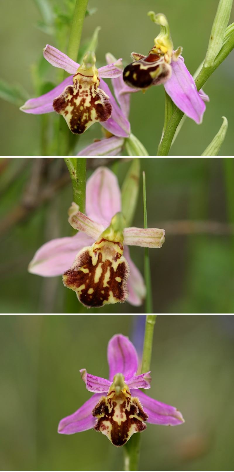 Apifera et ses variétés Curviflora2