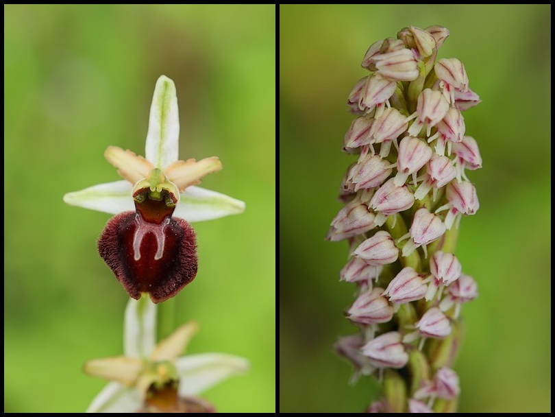 Ophrys panormitana var praecox (Ophrys précoce ) Amaculata_praecox