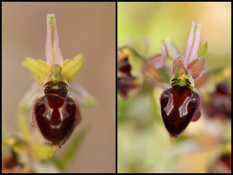 Ophrys morisii (Ophrys de moris ) Amorisii