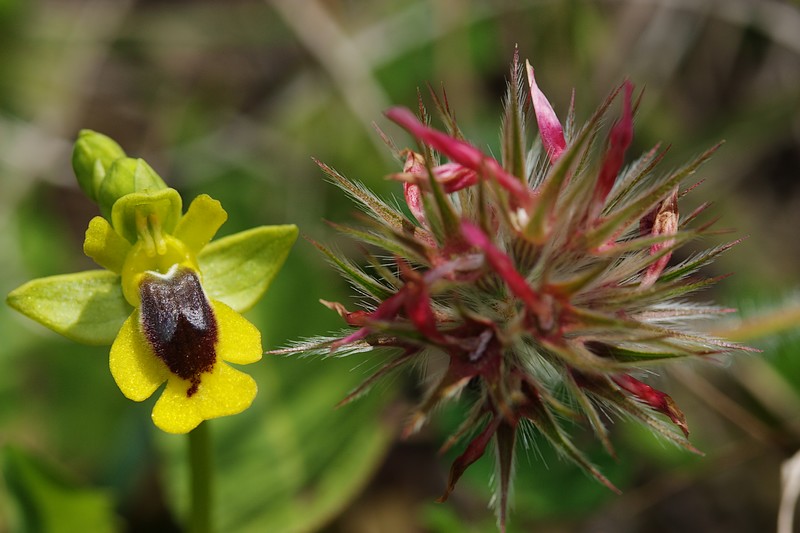 Ophrys corsica ( Ophrys de Corse ) IMG_4068