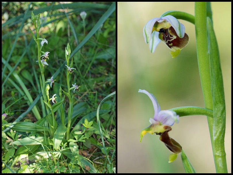 Ophrys annae ( Ophrys d'Anne ) Ophana