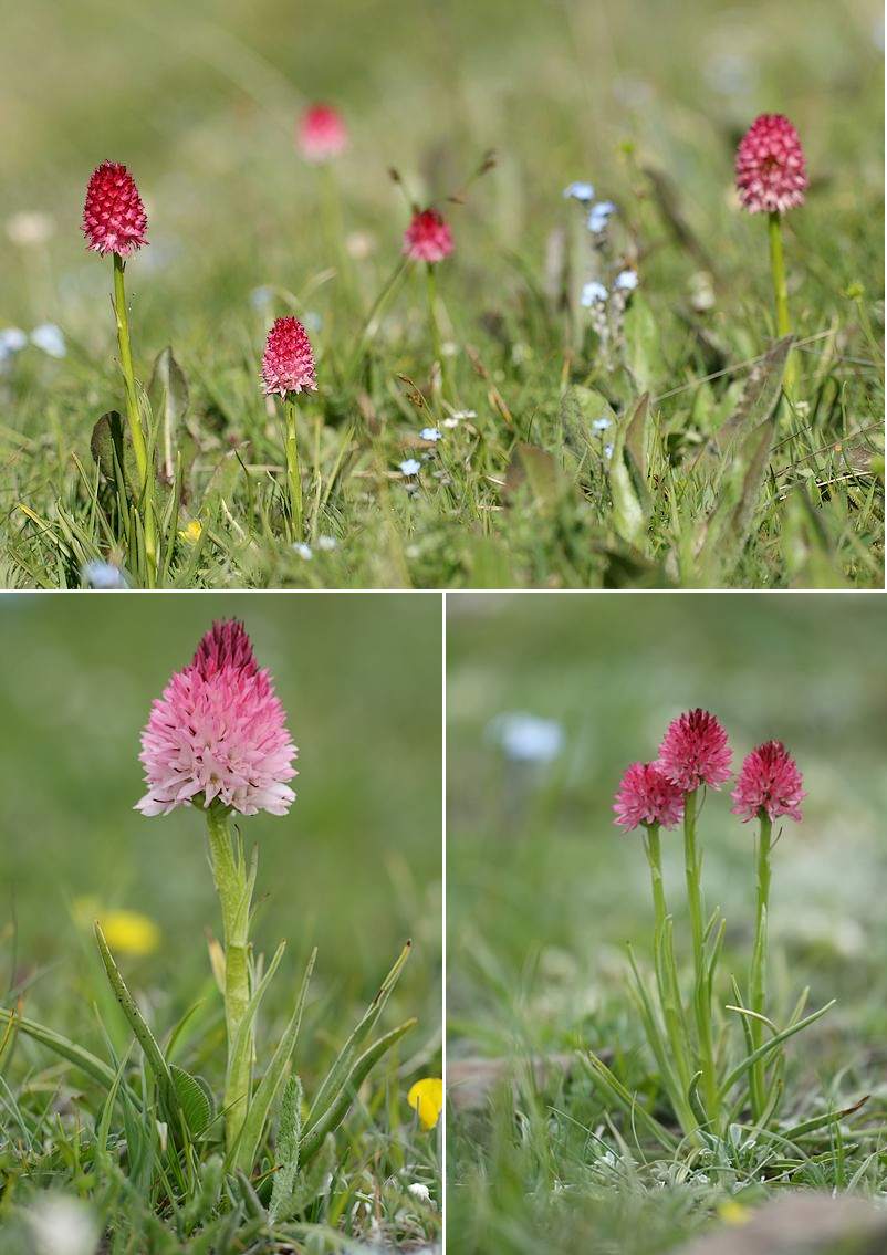 Gymnadenia ( Nigritella ) corneliana ( N.de Cornelia ) Gymcor1