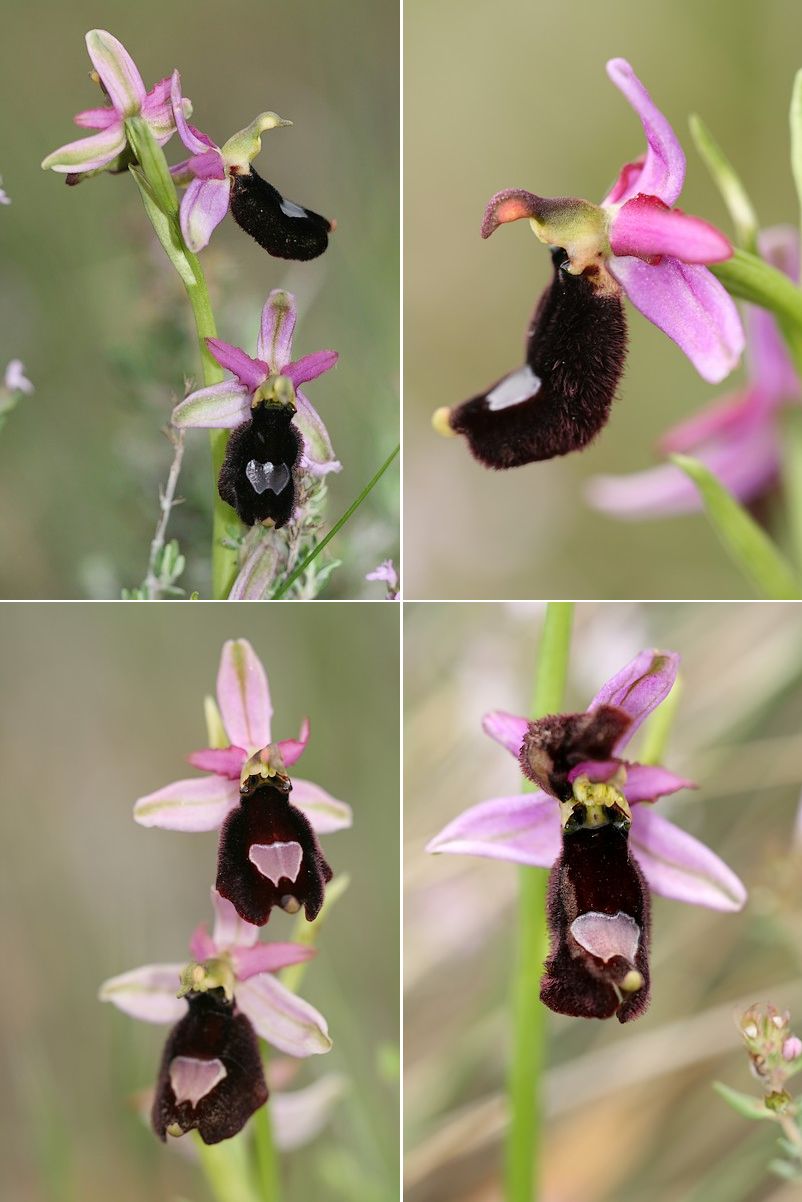 Ophrys bertolonii bertolonii ("aurelia") Aurelia