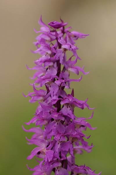 Orchis ovalis ( Orchis superbe ) Ovalis2