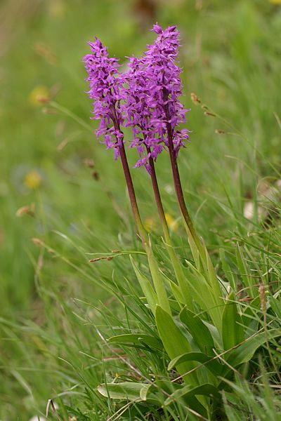 Orchis ovalis ( Orchis superbe ) Ovalis3