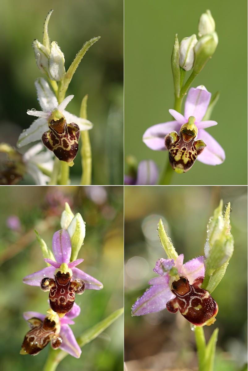 Ophrys vetula Vetula2