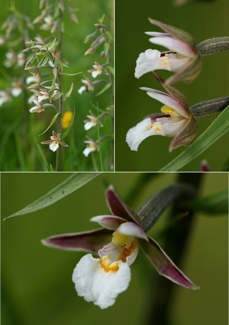 Epipactis palustris ( Epipactis des marais ) Epipal