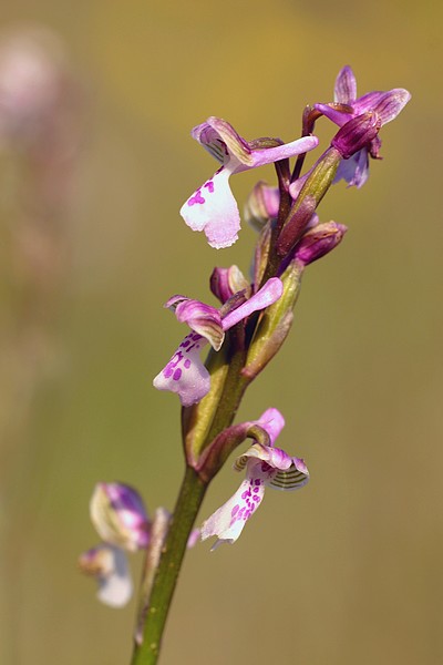 Anacamptis morio subsp. picta ( Orchis peint ) IMG_7583