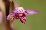 Orchides de l Aveyron