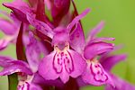 Orchis et dactylorhiza de la drme