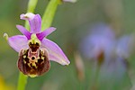 Variation sur Ophrys pseudoscolopax