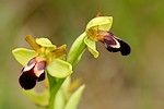 quelques fleurs des Pyrnes