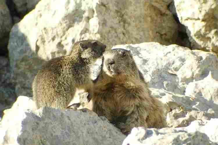 Agrandir marmotte03225.jpg