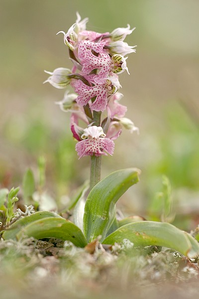 Neotinea lactea ( Orchis couleur de lait ) Noelac_6372t