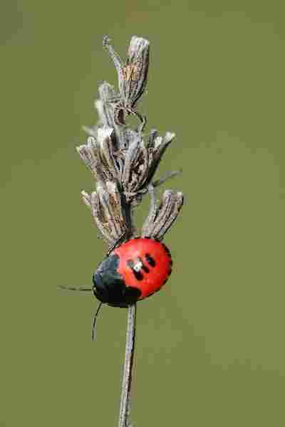 Agrandir candub_8303.JPG