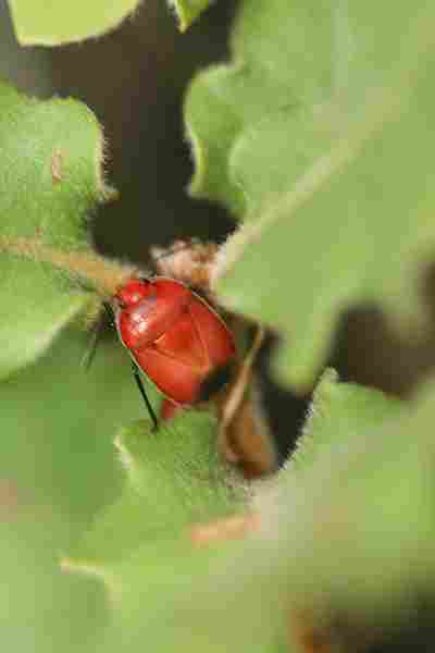 Agrandir candub_8315.JPG