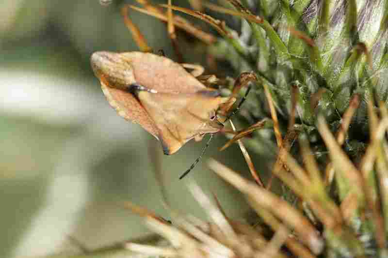 Agrandir carfus_5573.JPG