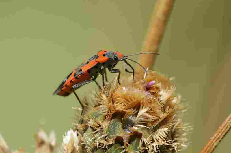 Agrandir lygequ_5740.JPG