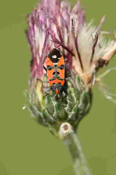 Agrandir lygequ_8205.JPG