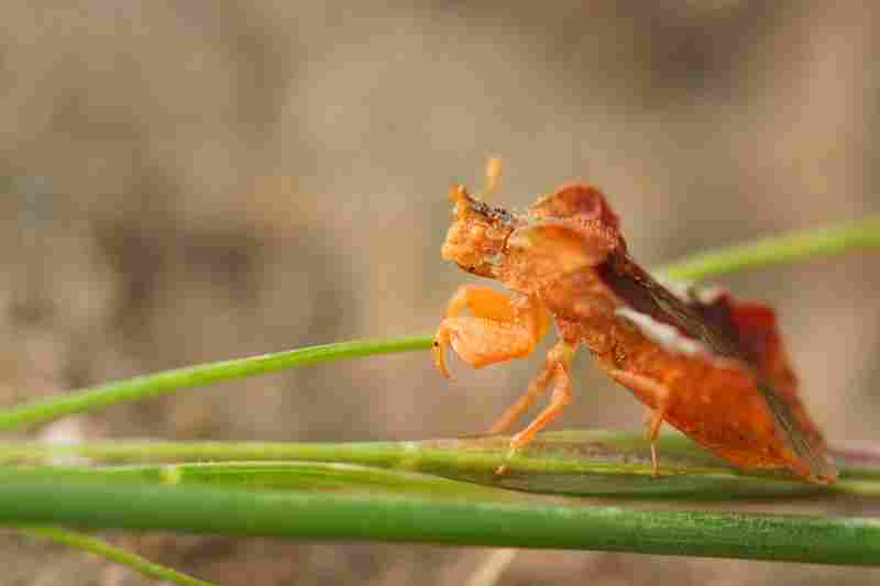 Agrandir phycra_1.jpg