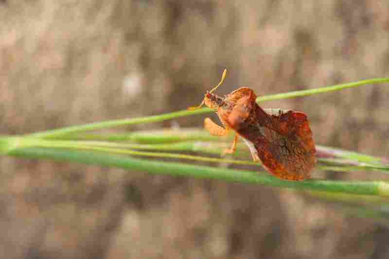 Agrandir phycra_7726.JPG