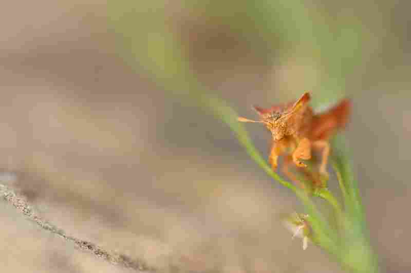 Agrandir phycra_7728.JPG