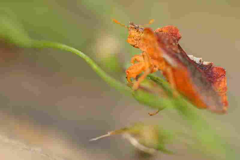 Agrandir phycra_7734.jpg