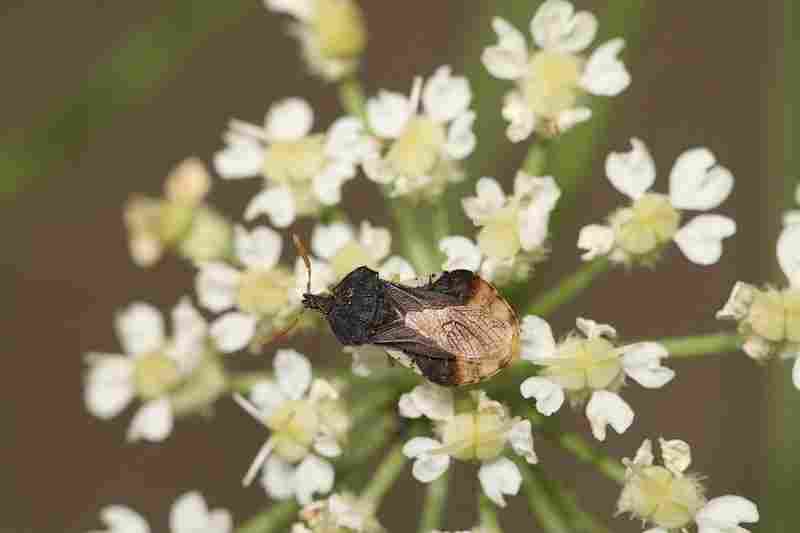 Agrandir phycra_8809.JPG