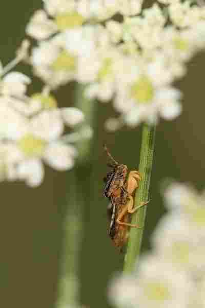 Agrandir phycra_8814.JPG