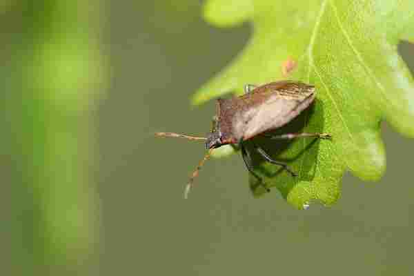 Agrandir picnig_5389.JPG