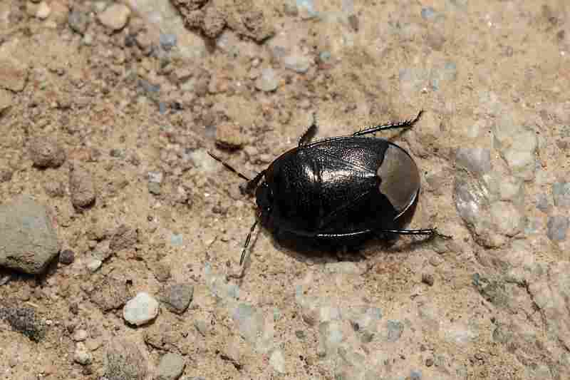 Agrandir sehmor_3904.JPG
