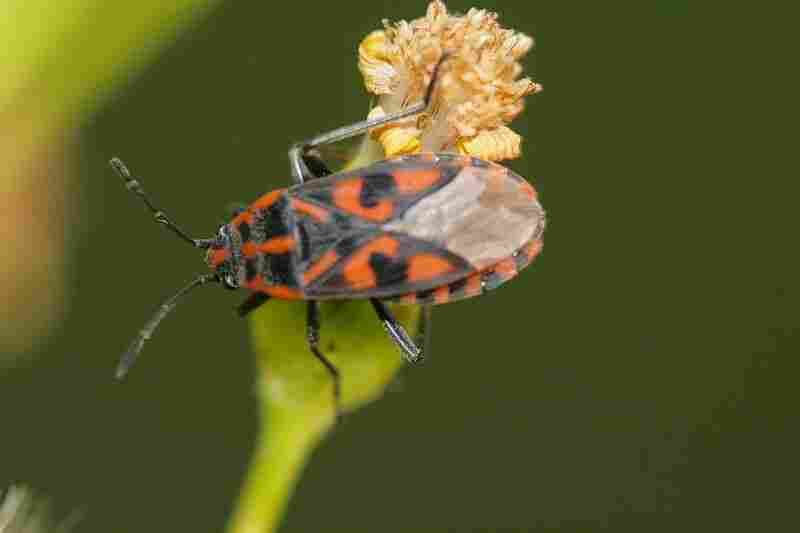 Agrandir spisax_1574.JPG